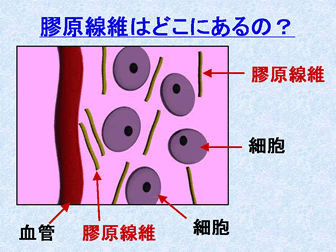 膠原 線維 と は